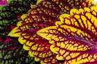 USA, Washington State, Sammamish. Coleus in planters in garden Art Print